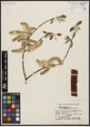 Foto von Salix alaxensis (Andersson) Coville